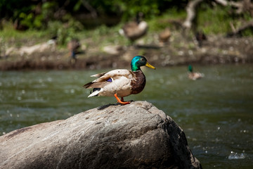 Beautiful Canada Mallard duck in water.