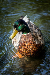 Beautiful Canada Mallard duck in water.