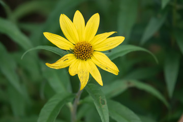 Wild Sunflower in Bloom in Summer