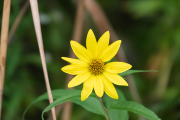 Wild Sunflower in Bloom in Summer