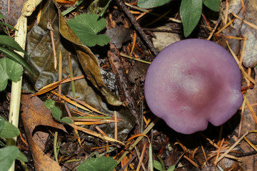 Pilz Violetter Röteltrichterling, Lepista nuda