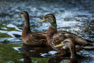 Beautiful Canada Mallard duck in water.