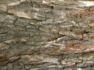 wooden texture background. deciduous tree bark, wooden surface