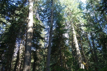 foret colombie britannique