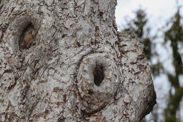 Nisth&ouml;hle in einem Baumstamm