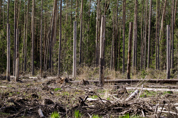 trees in forest