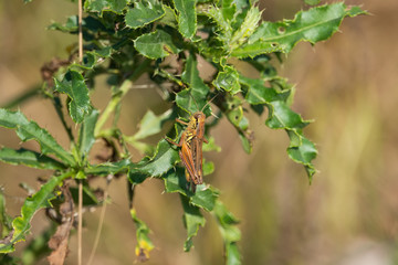 Grasshopper on Canada Thistle in Summer