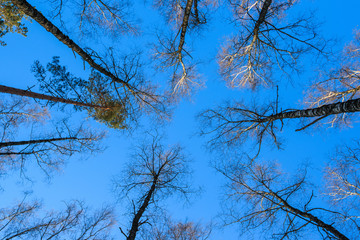 trees and blue sky