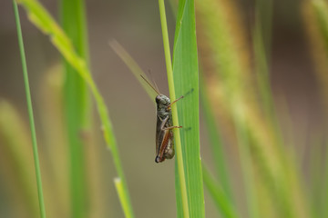 Grasshopper on Stem in Summer