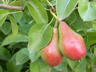 ripe beautiful pears hang on a tree branch with leaves