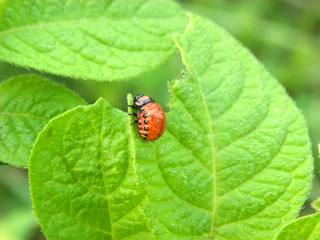 Colorado potato beetle larva on a leaf of potato bush
