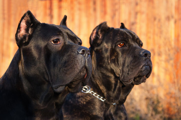 Two beautiful big black dog breed Italian Cane Corso