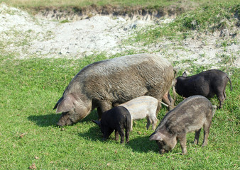 Sow with pigs is grazed  on green meadow 