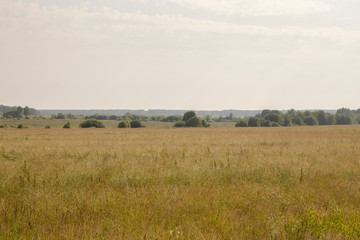 Natural scenery. A large wild meadow has a forest on the horizon. The weather is summer and cloudy. Ivanovo region, Russia.