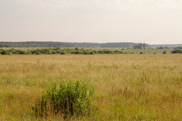 Natural scenery. A large wild meadow has a forest on the horizon. The weather is summer and cloudy. Ivanovo region, Russia.