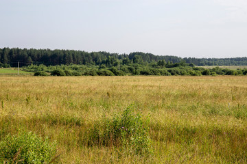 Natural scenery. A large wild meadow has a forest on the horizon. The weather is summer and cloudy. Ivanovo region, Russia.