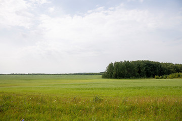 Natural scenery. A large wild meadow has a forest on the horizon. The weather is summer and cloudy. Ivanovo region, Russia.