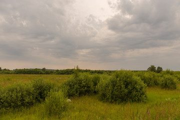 Fototapeta na wymiar Natural scenery. A large wild meadow has a forest on the horizon. The weather is summer and cloudy. Ivanovo region, Russia.