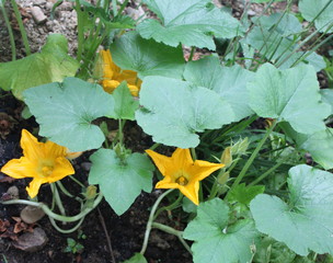 cucumber color