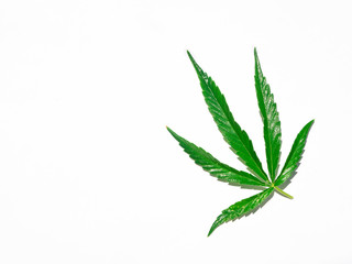Green cannabis leaf isolated on white close up.