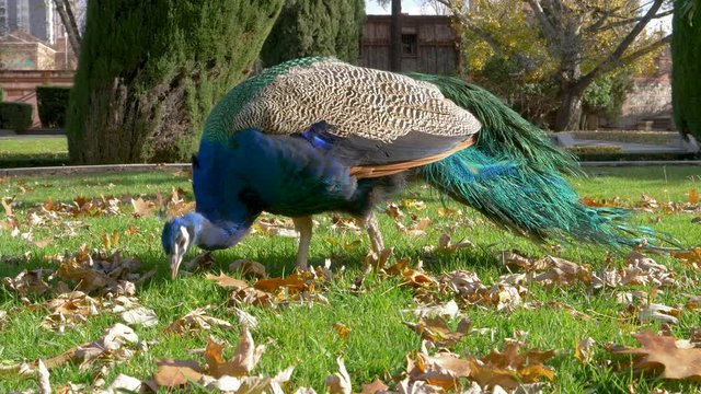 PEACOCKS. EATING IN A PARK IN AUTUMN