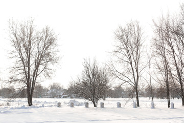 Winter landscape. Field covered with snow and bald trees.