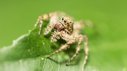 spider on green leaf