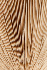 Abstract nature background homogeneous mushroom plates, close-up. Fungus texture closeup background. The use of design ideas texture pattern or concept natural Wallpaper.