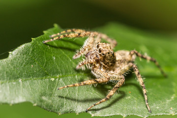 spider on green leaf