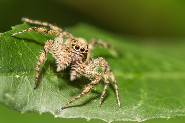 spider on green leaf