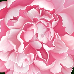 Top view of blooming light pink color Peony flower, digital hand draw and paint image.