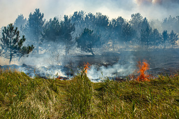 fire in the floodplains of the Dnieper River, the cause of lightning and a strong wind increase combustion.