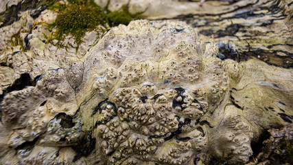 surface of the trunk of an old tree in the forest, in cloudy weather.