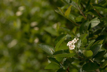 Blooming Black Chokeberry, Aronia melanocarpa