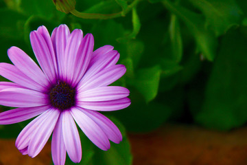 Purple Daisy on Green Leaves