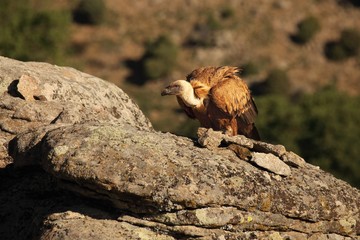 The Griffon vulture (Gyps fulvus) sitting on the grey rocks.