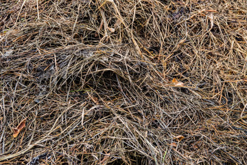 Fototapeta na wymiar surface of the fallen dry grass in the meadow.
