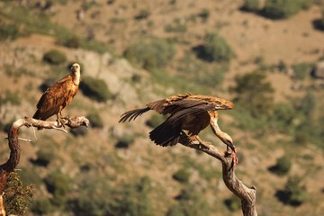 Two Griffon vultures (Gyps fulvus) with a death rabbit on the branch.