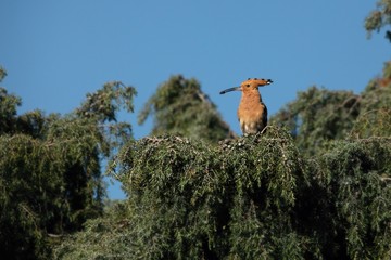 The Hoopoe (Epupa epops) calmly sitting on the branch.