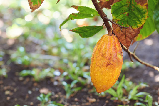 One Wet Yellow Color Cacao Pod