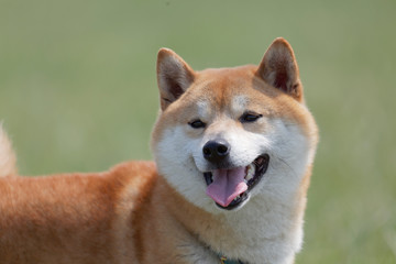 野原で遊んでいる柴犬