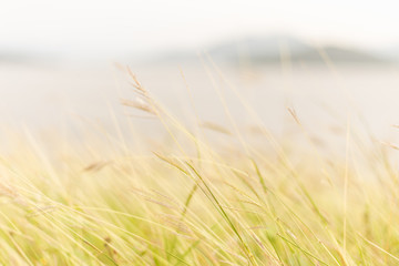 Grass flowers blow