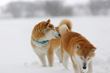 雪原で後ろを振り向く柴犬