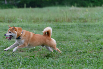 野原で遊んでいる柴犬