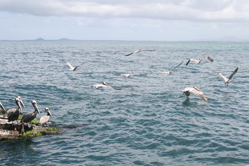Vuelo de Pel&iacute;canos sobre el mar