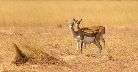 Two female blackbucks in the  grasslands of the Velavadar National Park near Bhavnagar look at the camera.