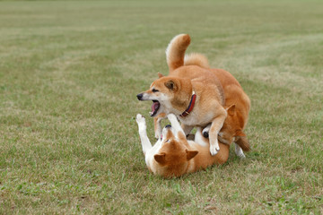 野原で遊んでいる柴犬