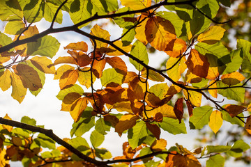 Colorful golden and green leaves in the last days of autumn on a sunny day