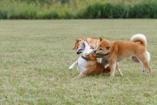 1 491 件の最適な 北海道犬 画像 ストック写真 ベクター Adobe Stock