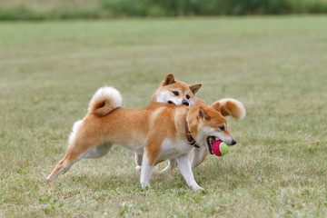 野原で遊んでいる柴犬